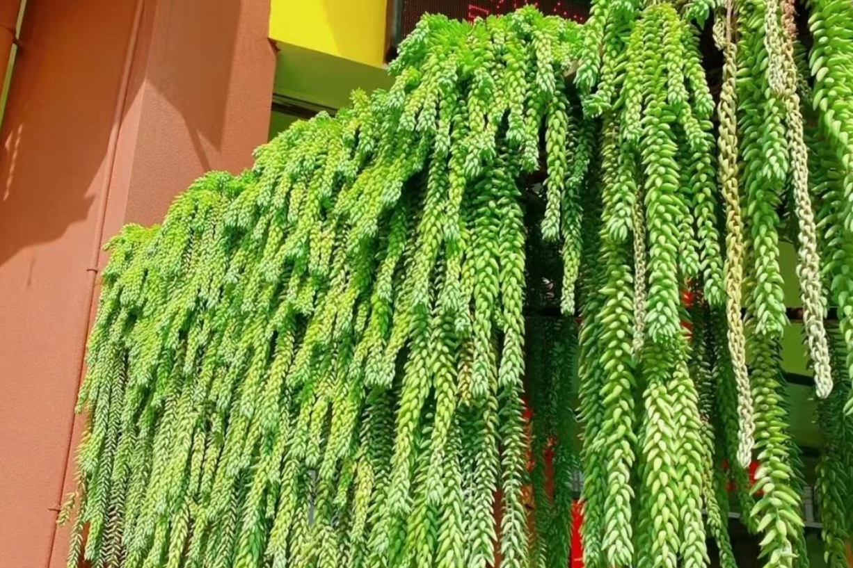 Top 5 loài cây cảnh biến ngôi nhà thành 'lọ nước hoa tự nhiên' (ảnh 7)